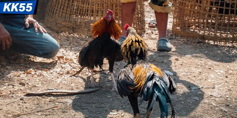Công thức dự đoán đá gà cựa dao