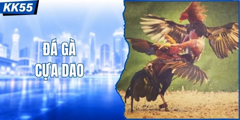 Đá Gà Cựa Dao 2026: Luật Thi Đấu & Mẹo Soi Kèo Chuẩn