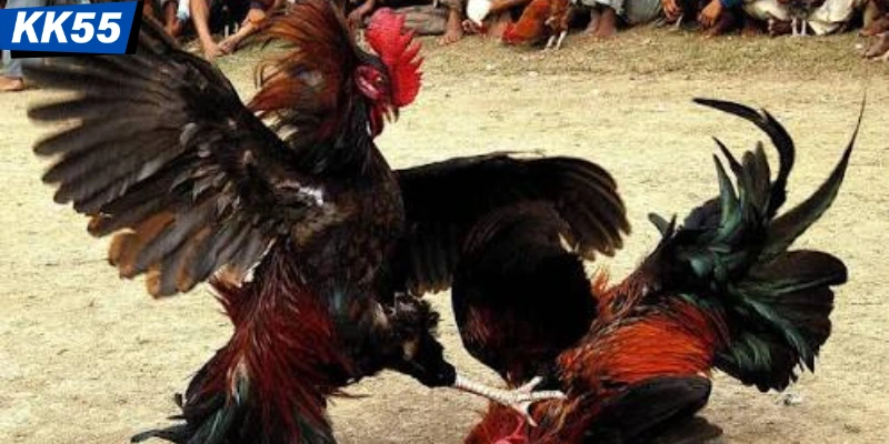 Giới thiệu thể loại kê đấu đá gà Thomo KK55